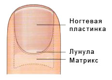 Вросший ноготь.jpg Вросший ноготь.jpg
