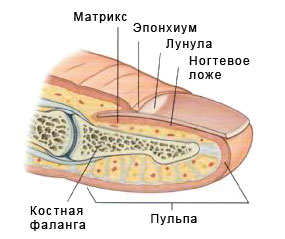 Вросший ноготь.jpg Вросший ноготь.jpg